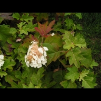 Hydrangea quercifolia 'Snow Queen' (2)